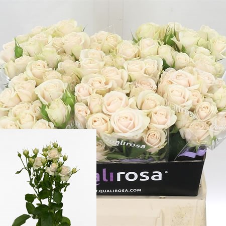 Rose Spray Super Bubbles
