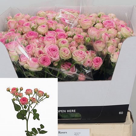 Rose Spray Super Sensation