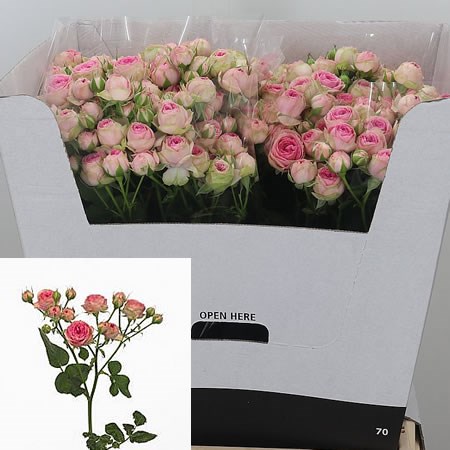 Rose Spray Super Sensation