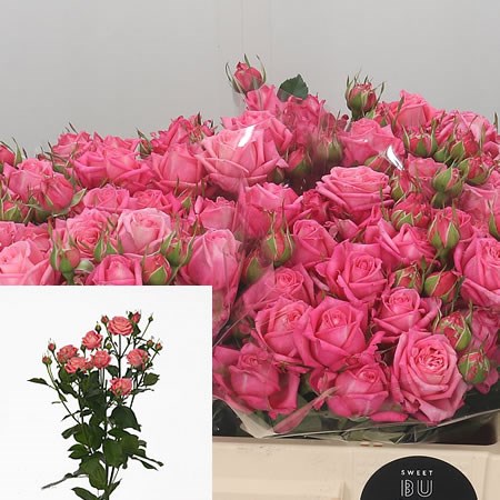 Rose Spray Sweet Bubbles