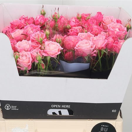 Rose Spray Sweet Bubbles