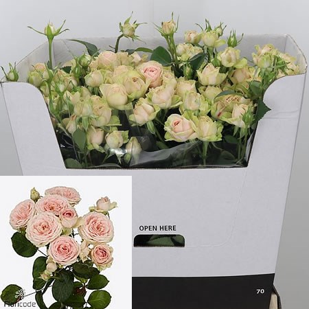 Rose Spray Sweet Giselle
