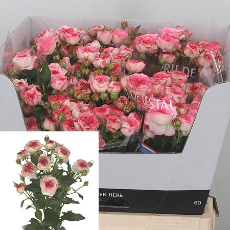 Rose Spray Sweet Stars