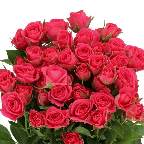 Rose Spray Sylvana