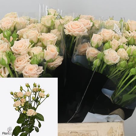 rose rose✨ Rose Spray Tanja 40cm | Wholesale Dutch Flowers & Florist