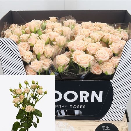 Rose Spray Tanja