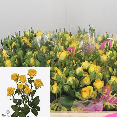 Rose Spray Tarantella