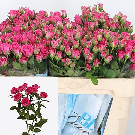 Rose Spray Tessa