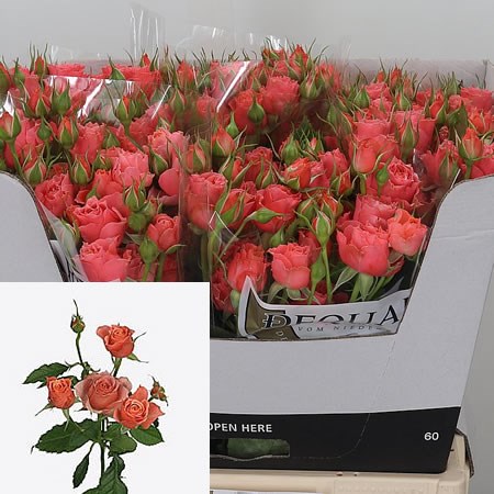 Rose Spray Tropical Rain