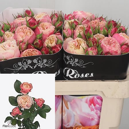 Victorian Classic - VIP roses