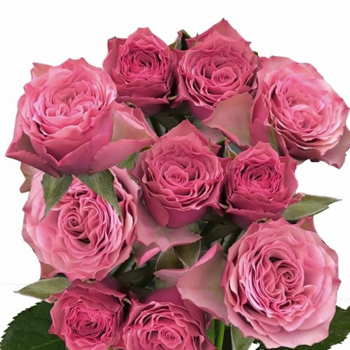 Rose (Spray) Vintage Rosever