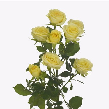 Rose Spray Wedding Invite