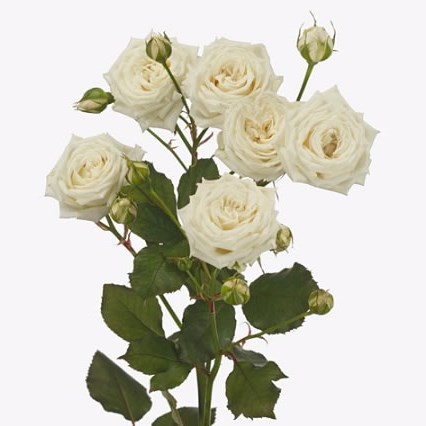 Rose Spray White Balloons