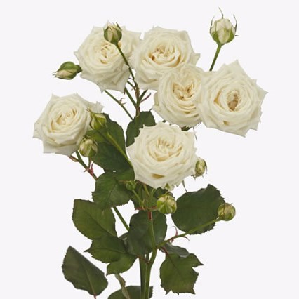 Rose Spray White Balloons