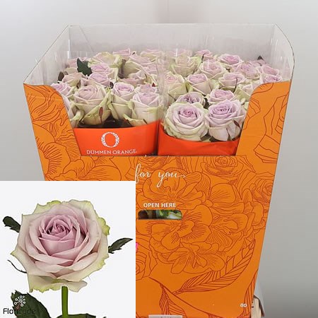 Rose Suez
