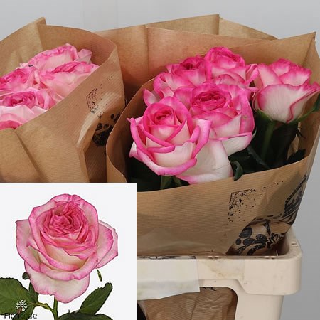 Rose Sugar Bomb