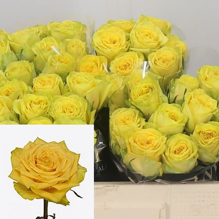 Rose Sunchaser