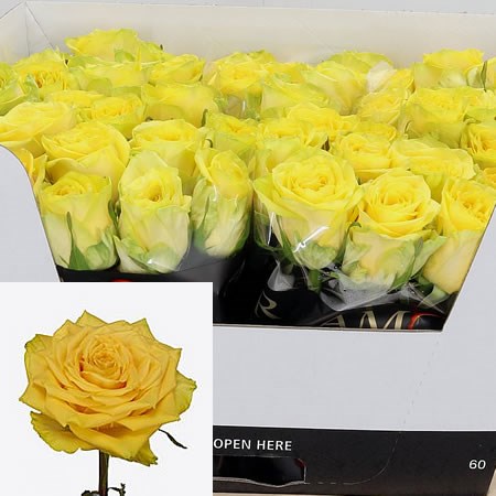 Rose Sunchaser