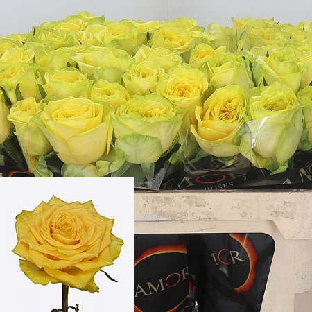 Rose Sunchaser