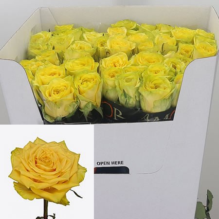 Rose Sunchaser