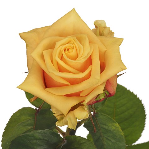 Rose Sunnyside