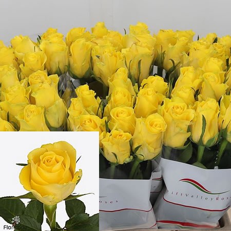 Rose Sunpalace