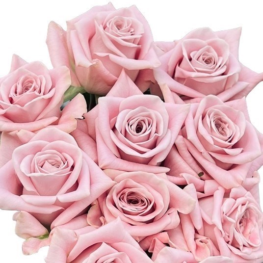Rose Sweet Menta