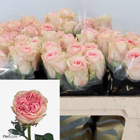 Rose Sweet Surrender