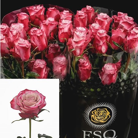 Rose Sweetberry (Ecuador)