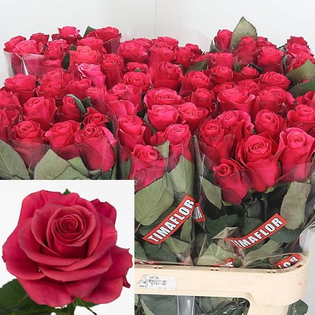 Rose Tacazzi