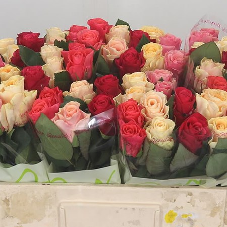 Rose Tacazzi Mix