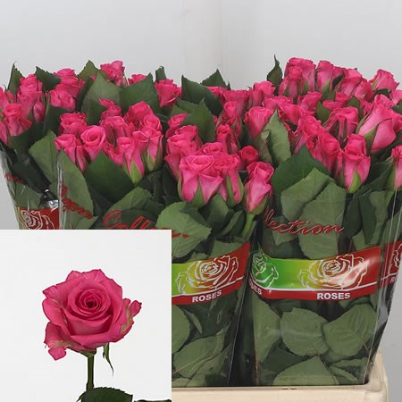 Rose Taiga