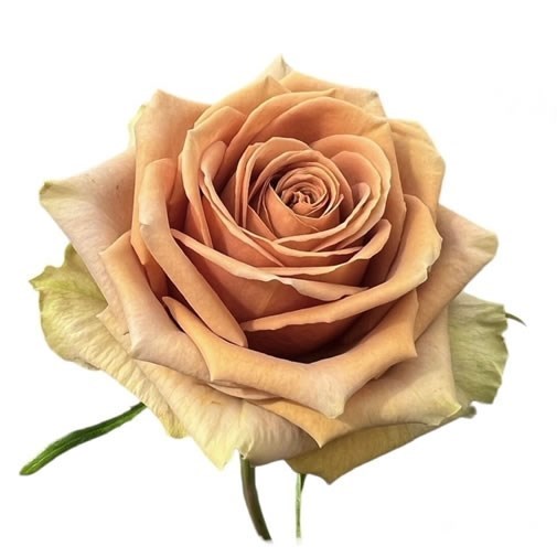 Rose Teddys