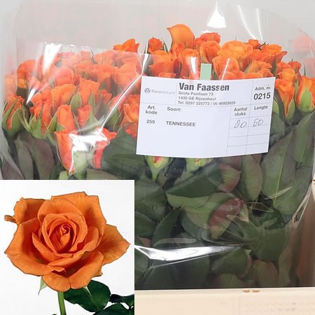 Rose Tennessee