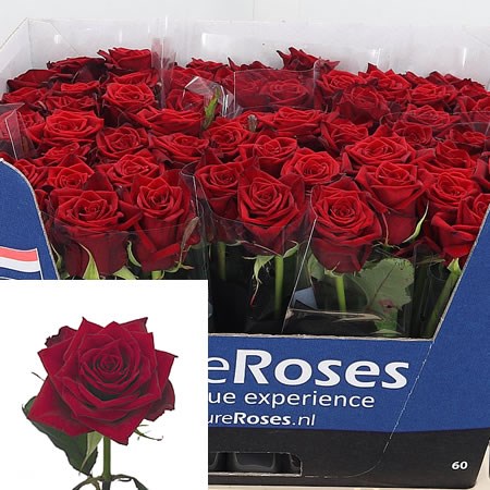 Rose Testarossa