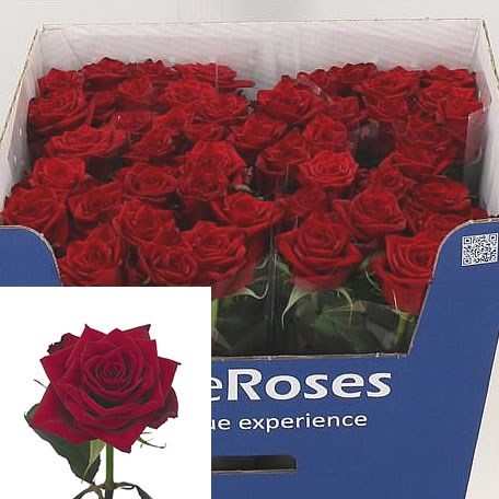 Rose Testarossa