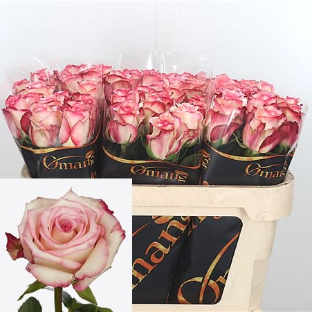 Rose Tormenta