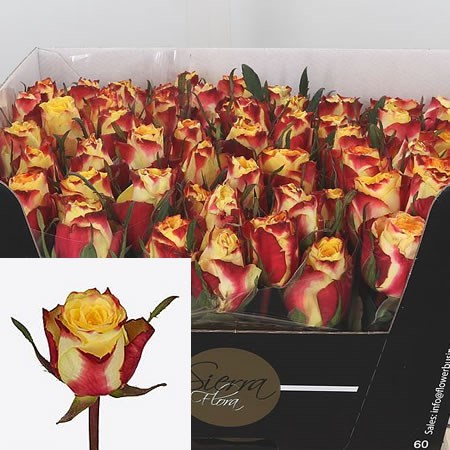 Rose Venise