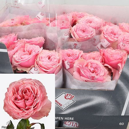Rose Victorian Kiss