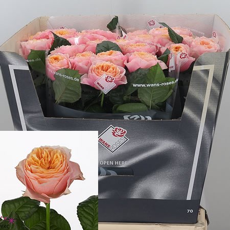 Rose Vuvuzela