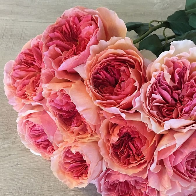 Rose Wabara Kaolikazali (Japanese Variety)