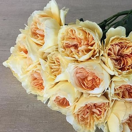 Rose Wabara Likuhotalu (Japanese Variety)