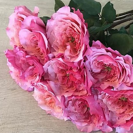 Rose Wabara Miyabi (Japanese Variety)