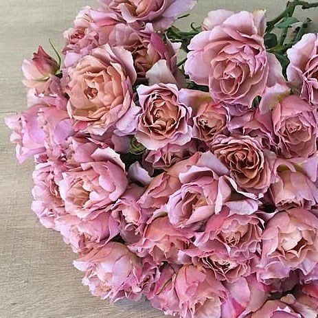 Rose Wabara Sola (Japanese Variety)