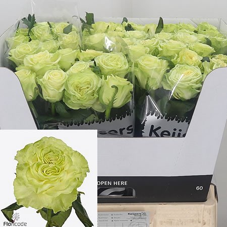Rose Wasabi