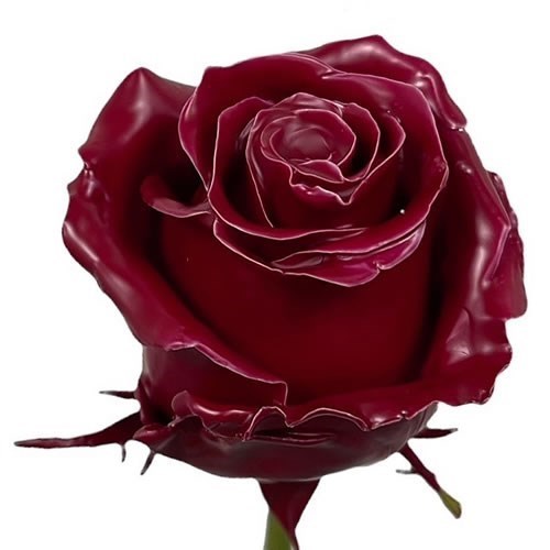 Rose Waxed Burgundy