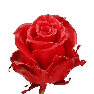 Rose Waxed Red