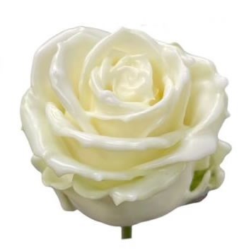 Rose Waxed White