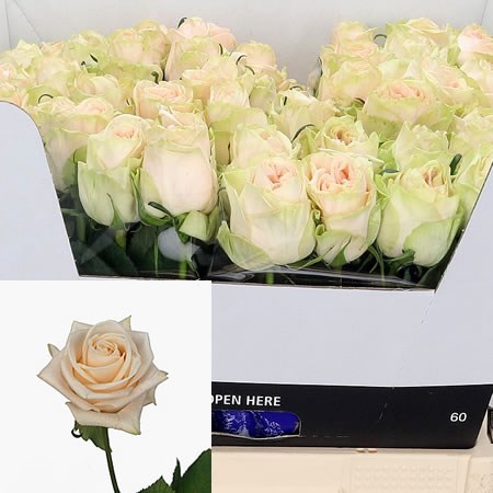 Rose Wedding Rose