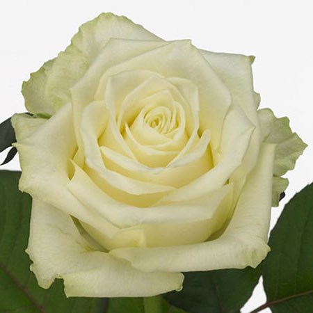Rose White Naomi